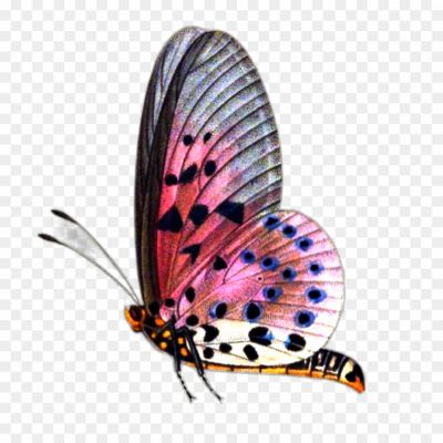 butterfly, fly-titli, monarch, green butterlfy, butterflies
