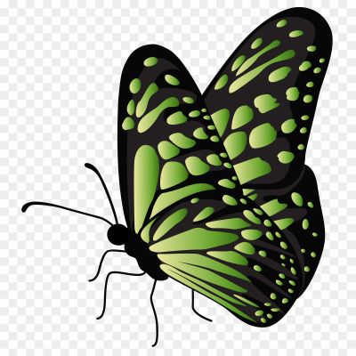 green-butterfly, flying-butterfly, titli