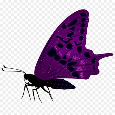 Butterfly, Fly-titli, Monarch, Purple Butterfly