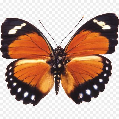 Butterfly, Fly-titli, Monarch
