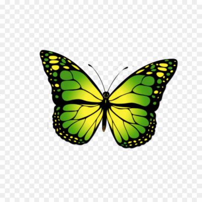 green-butterfly, flying-butterfly, titli