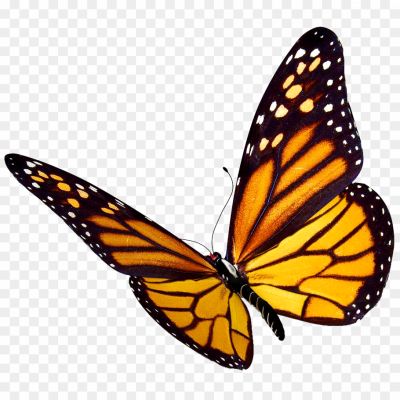 monarch-butterfly, yellow-butterfly, flying-butterfly, titli