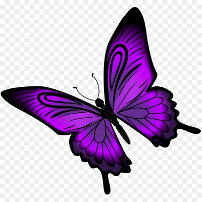 Butterfly, Fly-titli, Monarch, Purple Butterfly