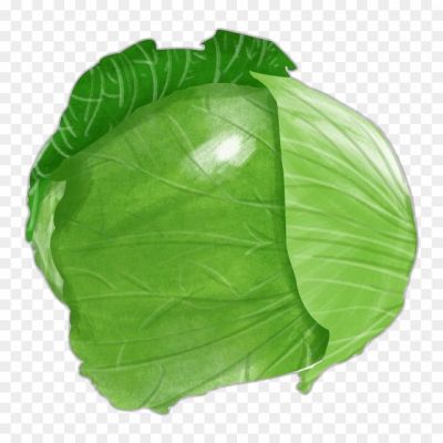 cabbage-vegetable-transparent-image-png-Pngsource-UV3CMNRG.png