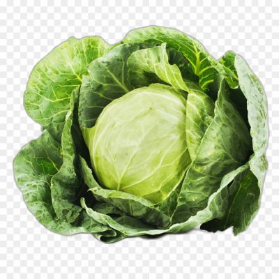 Abbage, Leafy Vegetable, Green Cabbage, Red Cabbage, Cabbage Head, Cabbage Varieties, Cabbage Soup, Cabbage Rolls, Cabbage Salad, Cabbage Slaw, Cabbage Stir-fry, Cabbage Curry, Cabbage Nutrition, Cabbage Health Benefits, Cabbage Recipes, Cabbage Cooking, Cabbage Farming, Cabbage Harvest, Cabbage Storage