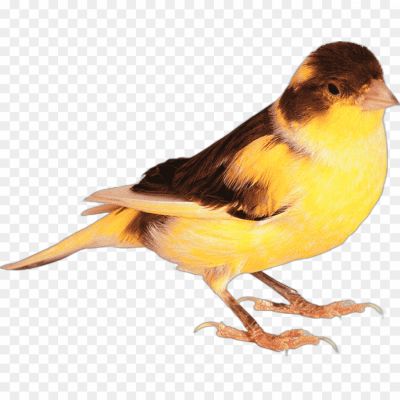 Canary, Bird, Yellow, Domesticated, Songbird, Finch, Pet, Cage, Feathers, Beak, Singing, Melodic, Chirping, Trilling, Breeding, Nesting, Aviary, Canaries, Color, Vibrant, Canary Islands, Serinus canaria, Whistling