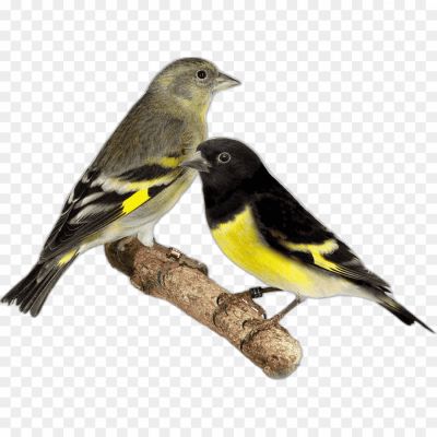 Canary, Bird, Yellow, Domesticated, Songbird, Finch, Pet, Cage, Feathers, Beak, Singing, Melodic, Chirping, Trilling, Breeding, Nesting, Aviary, Canaries, Color, Vibrant, Canary Islands, Serinus canaria, Whistling