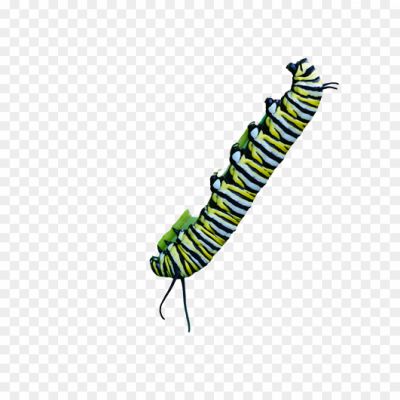 Caterpilar Png Image Free Download 8302840 - Pngsource