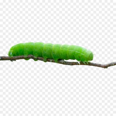 Larvae, Insect, Crawling, Transformation, Metamorphosis, Feeding, Butterfly, Moth, Stages, Munching, Leaves, Segmented, Wriggling, Camouflage, Cocoon, Pupa, Chrysalis, Antennae, Mandibles, Herbivorous