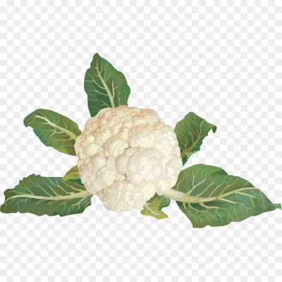 cauliflower-isolated-transparent-png-hd-Pngsource-OAD6ULJH.png