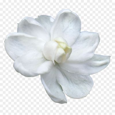 Chameli Flower - Pngsource