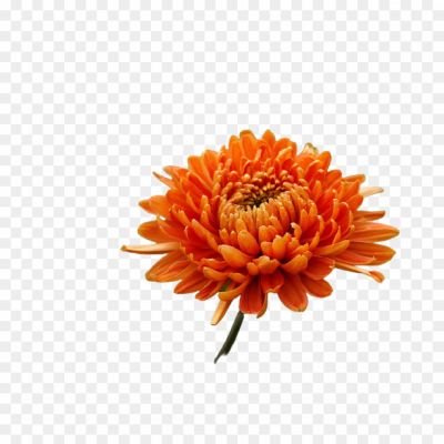 chrysanthemum-flower png_93209090.png