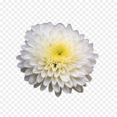 chrysanthemum_flower-png-9029.png