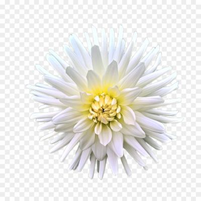 chrysanthemum_flower-png-90290902.png