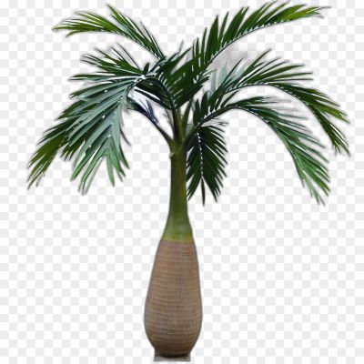 Coconut Tree, Coconut Palm, Tropical Tree, Coconut Fruit, Palm Tree, Coconut Water, Coconut Oil, Coconut Husk, Coconut Milk, Coconut Plantation.