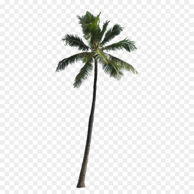 Coconut Tree, Coconut Palm, Tropical Tree, Coconut Fruit, Palm Tree, Coconut Water, Coconut Oil, Coconut Husk, Coconut Milk, Coconut Plantation.