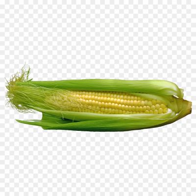 Corn, Sweet, Snack, Street Food, Summer, Cob, Delicacy, Popcorn, Buttered, Grilled, Barbecue, Vegetable, Healthy, Nutritious, Seasonal, Farm Fresh, Roasted, Crunchy, Yummy, Tasty