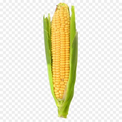 Corn, Sweet, Snack, Street Food, Summer, Cob, Delicacy, Popcorn, Buttered, Grilled, Barbecue, Vegetable, Healthy, Nutritious, Seasonal, Farm Fresh, Roasted, Crunchy, Yummy, Tasty