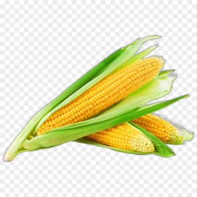 Cornflower, Corn Flower, मीठा मक्का, मक्का,  मकई, Sweetcorn, Bhutta, Bhutti, Bhuti, Makaa, Makkai, Makka, Bhutti,
