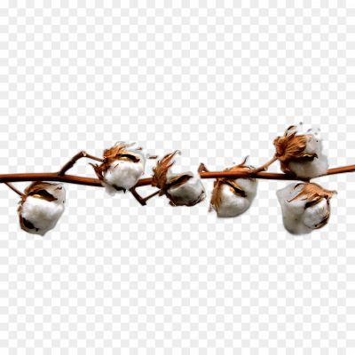 Cotton, Natural Fiber, Plant-based, Soft, Breathable, Versatile, Textile, Clothing, Fabric, Bedding, Towels, Cotton Balls, Cotton Swabs, Sustainable, Hypoallergenic, Absorbent, Comfort, Durability, Cultivation, Cotton Fields