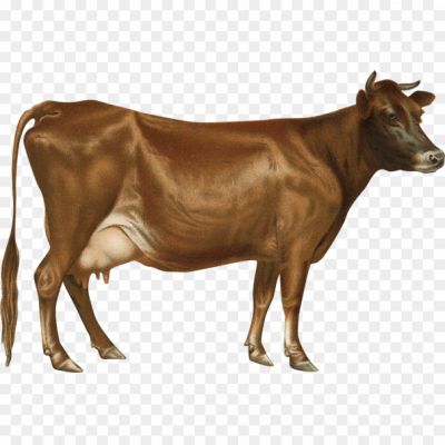 cow tranperant image png download free_80283FEJO238.png