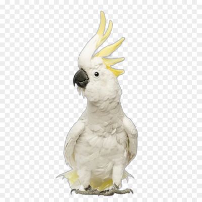 crested, cockatoo, cockatiel, kakuta, white-macaw