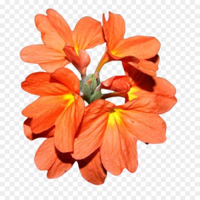 crossandra-flower png image__93209020.png