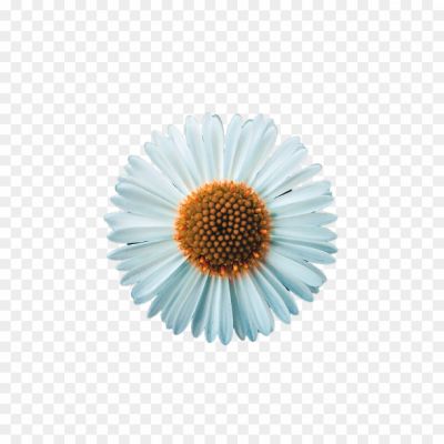 daisy-flower png image _923022111.png