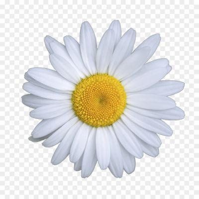 daisy-flower png image _923029.png