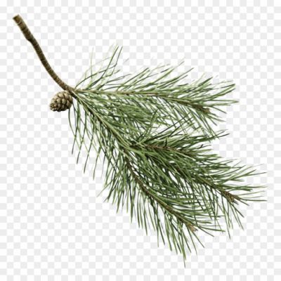 fir-branch-png-pine-branch-with-transparent-background-Pngsource-9UD5ZEA9.png