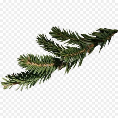 fir-branch-spruce-christmas-png-Pngsource-2WO8JCU3.png