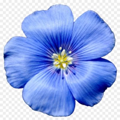 flax-flower-bare-blur-cropped-png _8802380.png