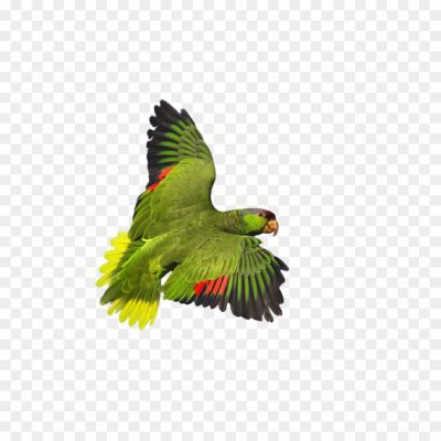 Macaw, Parrot, Tropical Bird, Colorful Feathers, Intelligent, Vocal, Rainforest, Large Beak, Vibrant Plumage, Long Tail, Playful, Endangered, Exotic, Curious, Social, Mimicry, Flight, Native To South America, Conservation.