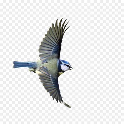 flying bird png image download free 803422.png