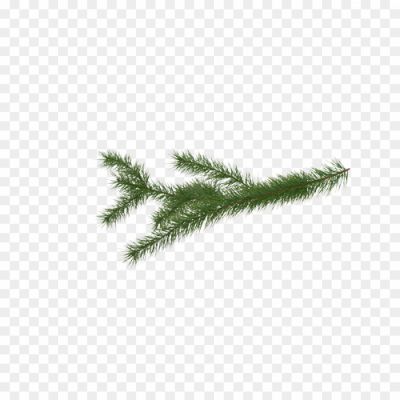green-pine-branch-isolated-image-PNG-Pngsource-M1Y3KFN8.png