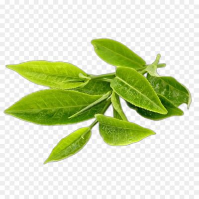 Green Tea Leaf, Camellia Sinensis, Tea Plant, Tea Leaves, Green Tea Benefits, Antioxidants, Catechins, Polyphenols, EGCG, Tea Cultivation, Tea Processing, Tea Production, Tea Varieties, Tea Flavors, Tea Brewing, Tea Preparation, Tea Brewing Methods