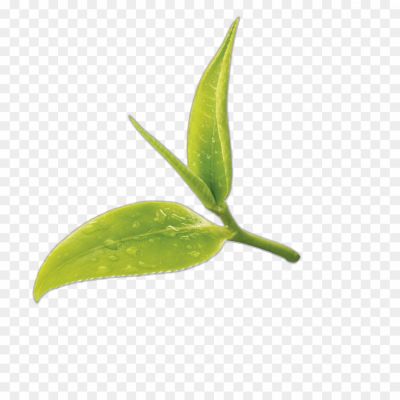 Green Tea Leaf, Camellia Sinensis, Tea Plant, Tea Leaves, Green Tea Benefits, Antioxidants, Catechins, Polyphenols, EGCG, Tea Cultivation, Tea Processing, Tea Production, Tea Varieties, Tea Flavors, Tea Brewing, Tea Preparation, Tea Brewing Methods