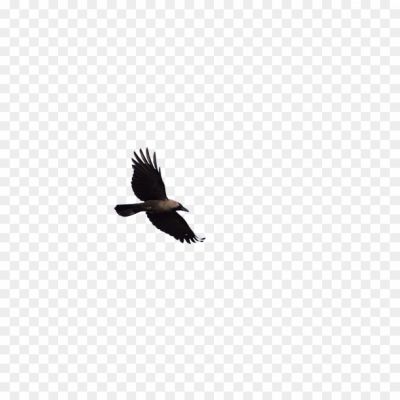 Black, Intelligent, Scavenger, Feathers, Caw, Bird, Omnivorous, Carrion, Wings, Beak, Flock, Urban, Vocal, Adaptation, Folklore, Symbolism, Intelligent, Noisy, Perching, Corvid, Cunning