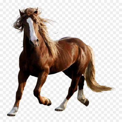 Horse, Animal, Mammal, Equine, Herbivore, Hoofed, Domesticated, Riding, Racing, Equestrian, Majestic, Powerful, Graceful, Mane, Tail, Gallop, Trot, Canter, Breed, Saddle, Bridle, Horseshoe