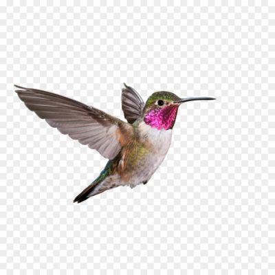 Hummingbird, Bird, Nectar, Wings, Flight, Tiny, Colorful, Feathers, Beak, Pollination, Garden, Hovering, Speed, Agile, Delicate, Beauty, Migratory, Nectarivorous, Wildlife, Nature.