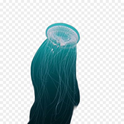 Jellyfish, Marine Creature, Gelatinous, Umbrella-shaped, Invertebrate, Ocean Dweller, Jelly-like Body, Tentacles, Stinging Cells, Cnidarians, Jellyfish Species, Jellyfish Lifecycle, Jellyfish Behavior, Jellyfish Anatomy, Jellyfish Sting, Jellyfish Adaptations