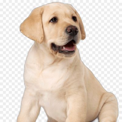labrador-Dog-High-Resolution-Isolated-PNG-Pngsource-JNR7PBG8.png