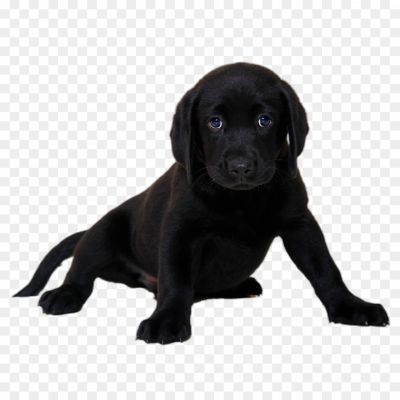 labrador-Dog-High-Resolution-Isolated-PNG-Pngsource-Q373SZU5.png