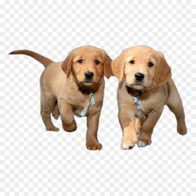 Labrador, Labrador Retriever, Dog Breed, Friendly And Playful, Intelligent And Obedient, Energetic, Family Pet, Sporting And Working Dog, Water-loving, Guide And Assistance Dog