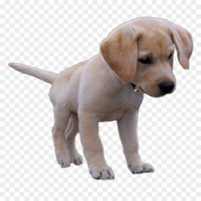 Labrador, Labrador Retriever, Dog Breed, Friendly And Playful, Intelligent And Obedient, Energetic, Family Pet, Sporting And Working Dog, Water-loving, Guide And Assistance Dog