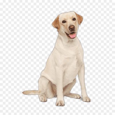 labrador-Dog-PNG-Clip-Art-Pngsource-TP53QJDT.png PNG Images Icons and Vector Files - pngsource