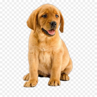 Labrador, Labrador Retriever, Dog Breed, Friendly And Playful, Intelligent And Obedient, Energetic, Family Pet, Sporting And Working Dog, Water-loving, Guide And Assistance Dog