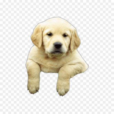 labrador-Dog-Transparent-Image-PNG-Download-Pngsource-6JK5U574.png PNG Images Icons and Vector Files - pngsource