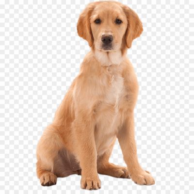 Labrador, Labrador Retriever, Dog Breed, Friendly And Playful, Intelligent And Obedient, Energetic, Family Pet, Sporting And Working Dog, Water-loving, Guide And Assistance Dog