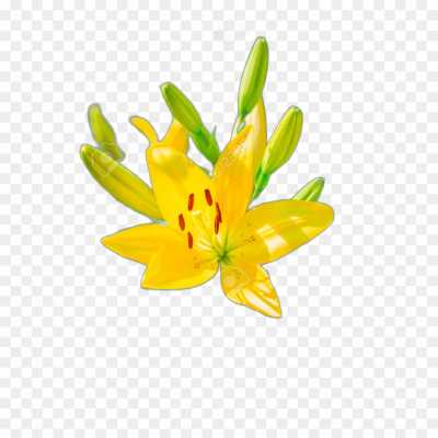 lily-flower-yellow-High-Resolution-Isolated-Image-PNG-19DWG59G.png